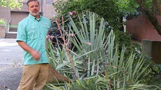 Adam's needle (Yucca filamentosa) - Plant Identification