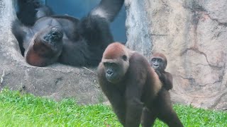 有時候金剛Tayari會要兒子Jabali跟著她走Sometimes gorilla Tayari will ask her son Jabali to follow her