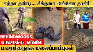 13 அடியில் 3 மலைப்பாம்புகள்.. |  வெட்டவெளியில் சுற்றி திரிந்த மலைப்பாம்பு