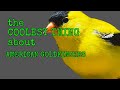 THE COOLEST THING  [ American Goldfinch ]  #SHORTS