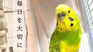 セキセイインコ＊ろう膜がうっすら青い✨