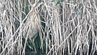 Botaurus stellaris /Great bittern /Roerdomp /Butor étoilé / Rohrdommel /5