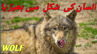 Eurasian wolf | Arabian wolf | Mexican wolf | Red wolf | Arctic wolf | Indian wolf | infopedia_jm
