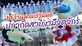 10 ร้านลานเร่วันพุธ ปลากัดสวยงามจตุจักร