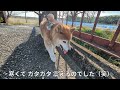 【874】柴犬さんに注意されました