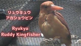 リュウキュウアカショウビン / Ryukyu Ruddy Kingfisher  【4K高画質】