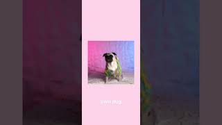 uwu pug sped up