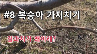 #8 복숭아 가지치기 / 신초 발생이 약하여 빈가지가 생긴다면?