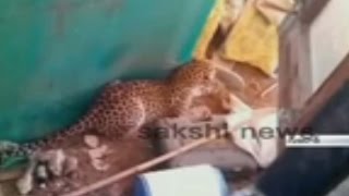 Cheetah Hulchul in Gujarat || 3 Injured - Watch Exclusive