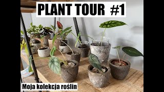 Plant Tour 2021 #1 | PRZEGLĄD ROŚLIN NA REGALE | MOJA KOLEKCJA ROŚLIN 🌱 | ROŚLINY PAULINY