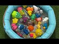 learn sea animal names and facts sea animals videos learn about sea creatures ocean animal facts