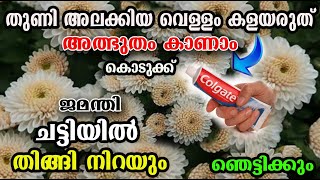 ഒരു കുറ്റി മതി തളിർപ്പ് വന്ന് മൊട്ടുകളും പൂക്കളും നിറയാൻ /fliwering tips/poppy vlogs/malayalam