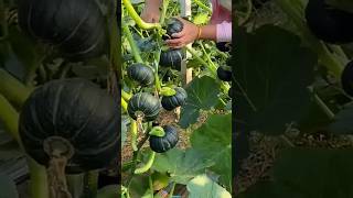 New technique for growing pumpkin plant #pumpkin #garden #farming #viral #short #shorts