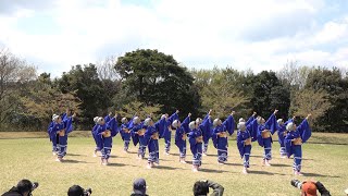 茜丸 @川棚菜の花よさこい(芝生会場) 2018-04-08T11:24