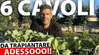 6 varietà di Cavolo Cappuccio CHE DOVRESTI PIANTARE ADESSO!