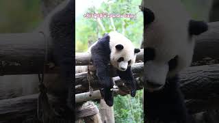 【 大熊猫绩笑 •Cute Panda JIXIAO】😄❤️ #panda#pandajixiao#pandas