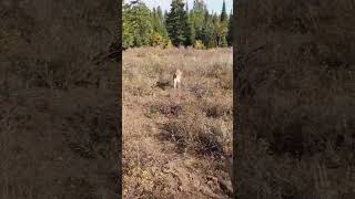 😱Mountain Tiger stalks elk hunter in Idaho | warning shots😱