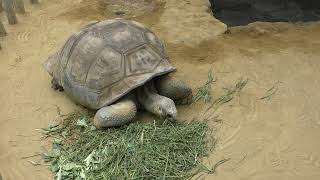 ガラパゴスゾウガメ太郎さんの食事中の様子　Galapagos giant tortoise Taro eating　2022年 9月 20日撮影