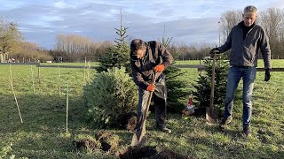 Fact check: per l'ambiente è meglio un albero di Natale vero o artificiale?