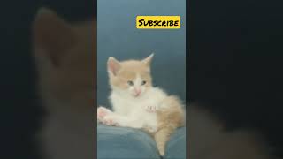 very cute / very handsome cat face reveal #shorts #animals