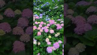 거제도 저구항 수국 Geoje hydrangea flower