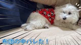 布団の中でくっ付いてるのをスマホで撮られたぽんくん