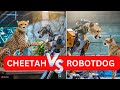 Cheetah vs Robodog   Zoo Robot Research testing world 1st   Sydney Behind the scenes