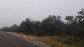 Warthog outruns Lioness