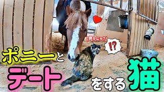 ポニーとイチャつく猫を後ろからコッソリ撮影したらこうなりました｟馬動画短編集｠【ツルマルボーイ様のシモベ】