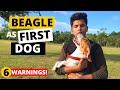 Why First Time Beagle Owners FAIL?