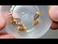 DIY Rubber Ducky Isopod Dripping Cave Vivarium