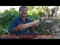 heartwood in sandalwood चंदन के पौधे मे 25 kg से 125kg तक हार्ड्बूड निकलता है विडियो पूरा देखे