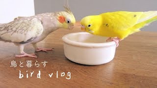 おやつ独り占め  歌の練習? ブラーバ オカメとセキセイの日常 Cockatiel Budgie vlog