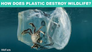7 Horrible Things That Plastic Causes In The Ocean