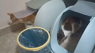 来围观小猫咪集体上厕所