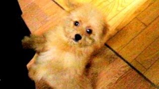 めっちゃかわいい ミックス犬の子 （トイプードル×ポメ）　Cute puppy