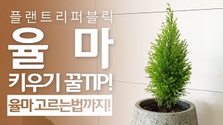 SUB) 율마 실패없이 키우는법 알려드릴게요😊｜순따기 물주기 갈변 살리기 가지치기 관리법 주의할점🌱｜플랜테리어｜Wilma｜flower｜Plant｜