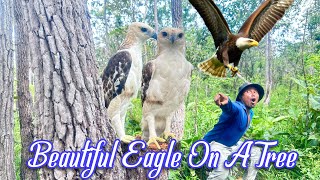 A Man Walks To See Eagle On A Stump Tree. #eagle #wildeagle #wildbirdlife #birds #nature