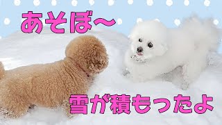 ワンコが大寒波の雪で遊んでいるだけの動画です