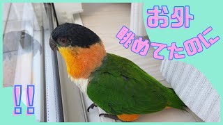 シャッターにびっくりしちゃうインコ/My black-headed caique is surprised at the shutter