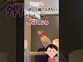 【オウムと喧嘩！】モモイロインコの感情の起伏が激しすぎる【おしゃべりインコの春ちゃん】