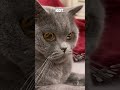 Когда объясняешь коту britishcat britishshorthaircat cat thomas коттомас