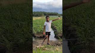 Ginger farming Pollachi kottur