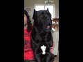 why you can t own a cane corso pt. 1 shorts viral pets