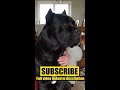 why you can t own a cane corso pt. 1 shorts viral pets