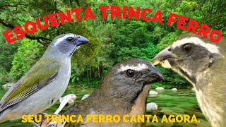 esquente seu trinca ferro abre canto testado esquenta estimulante natural esquenta trinca.