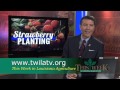 strawberry planting