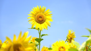 ＼ひまわり🌻／熊谷市の妻沼小島に咲き誇る美しいひまわり畑です！ #shorts #sunflower #sunflowers #kumagaya #japan #熊谷 #熊谷市 #ひまわり #向日葵