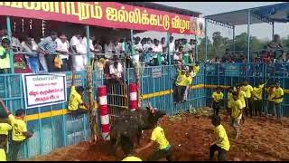 ஆண்டிசாமி கோவில் காளை 😈 | Jallikattu videos 2023 | kaalaiye Dheivam