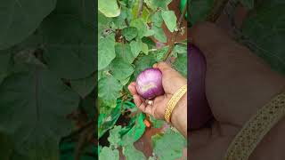 Today's garden harvest/ அந்த காலத்து கத்தரி செடி வளர்த்த